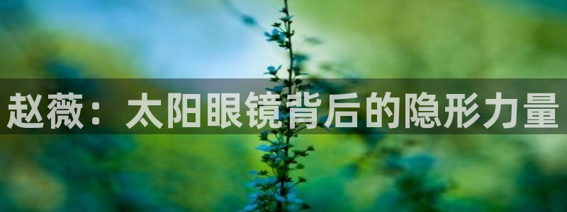 新宝5 代理
